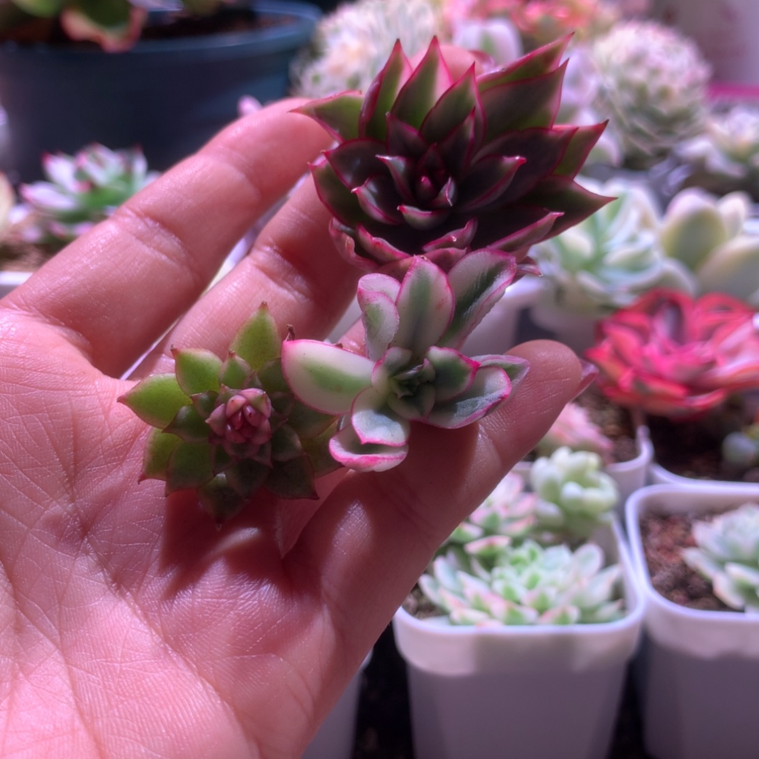 福利组合2组合组合