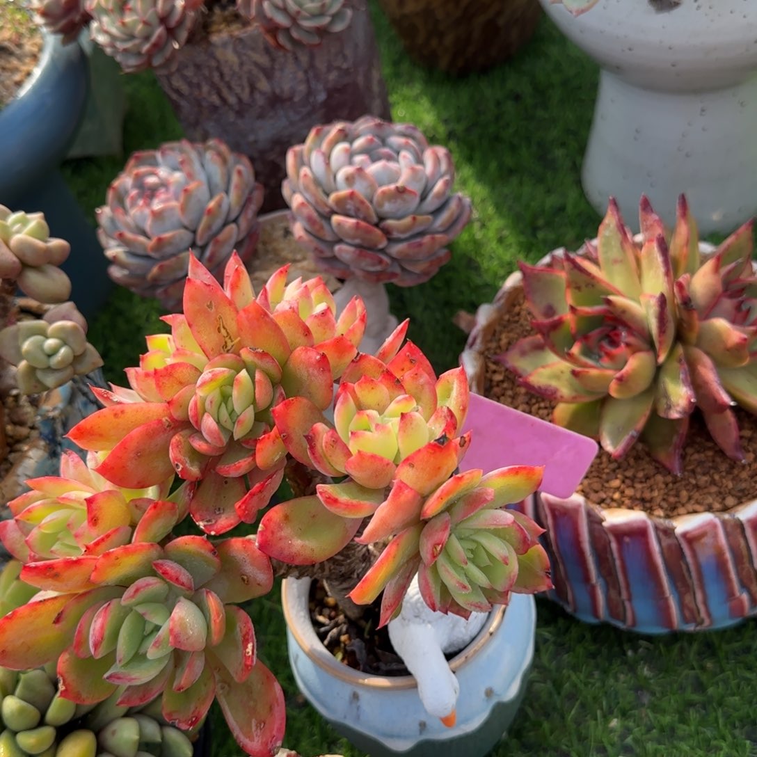 向****多肉植物齐罗老庄木制化