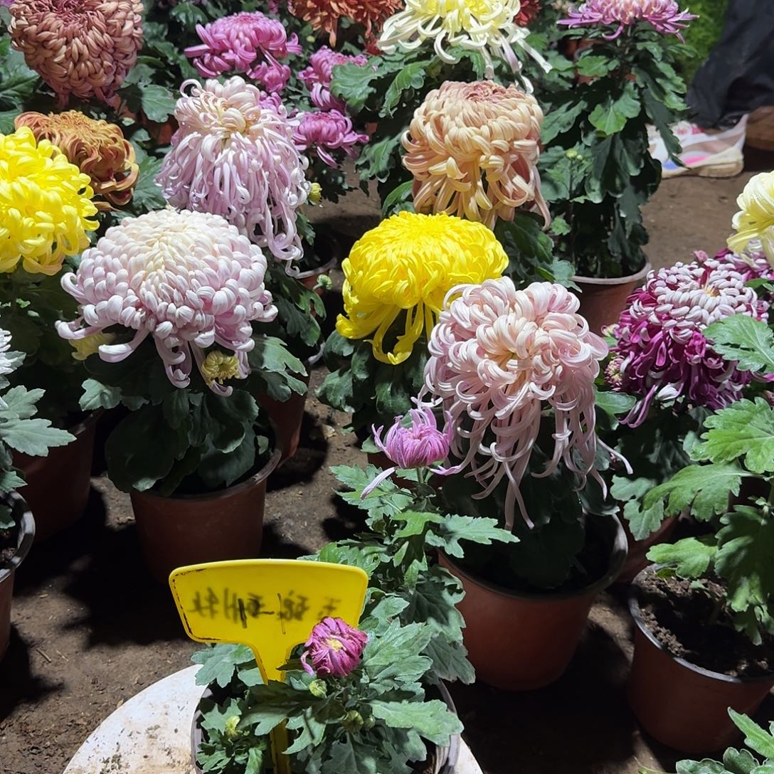 春***枝大部分花苞少量开放121