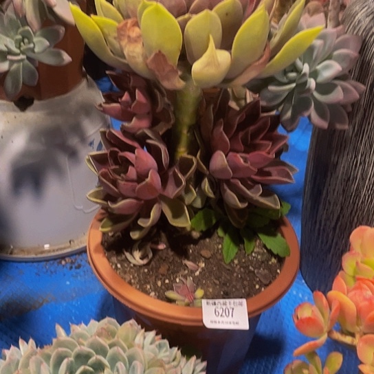 丽*梦琼斯6207多肉