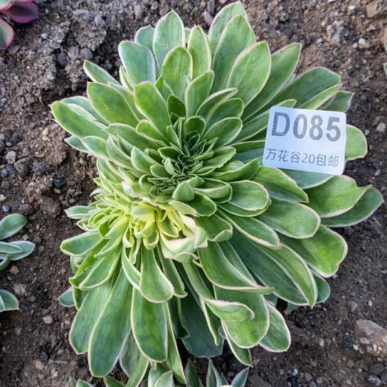 085青莲缀多肉植物