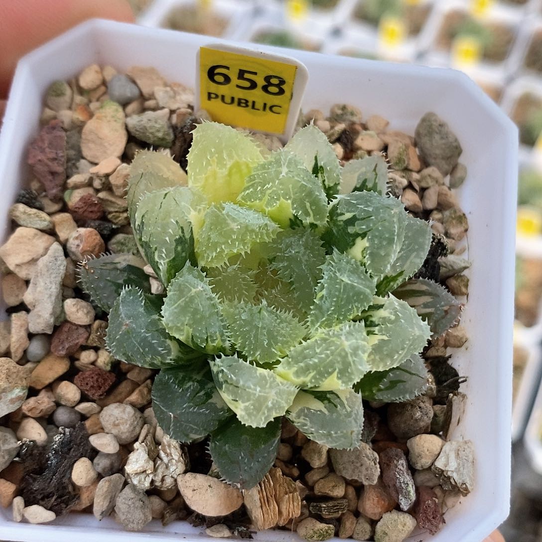 红陶658号玄冰锦一物一拍特价