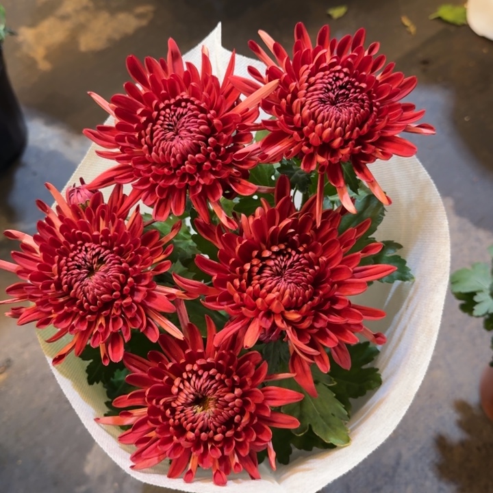 红色龙爪菊盆栽带花和花苞