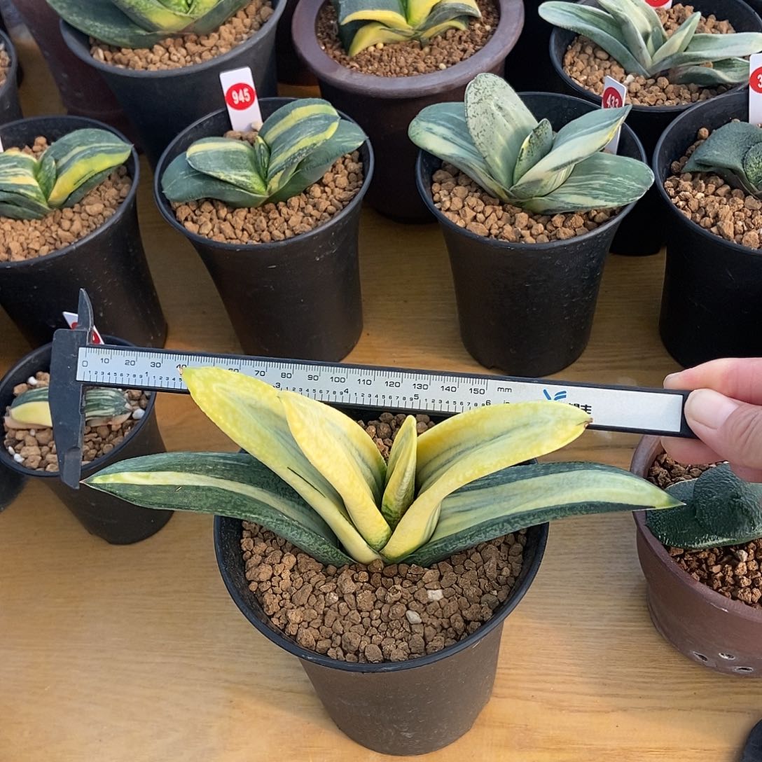 793卧牛锦实生选拔大糊斑锦带盆发货