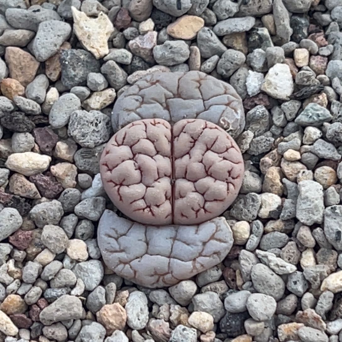 8571红纹凹凸蛙哥189一颗