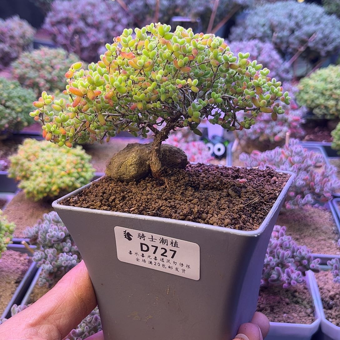 727蜜橘糖球造型桩