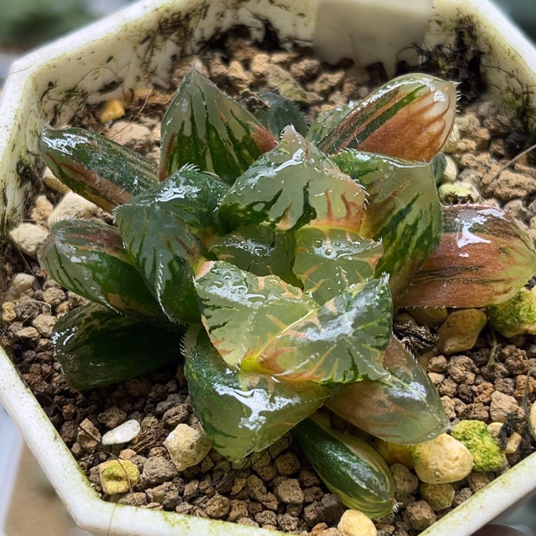 24赤斑玉露锦带仔福利专场