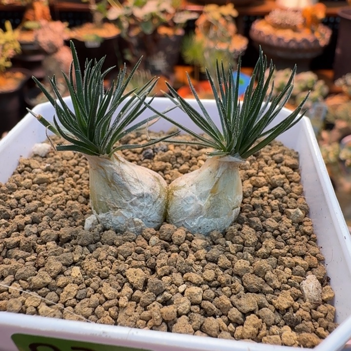 毛叶迷你海葱925 仙人球