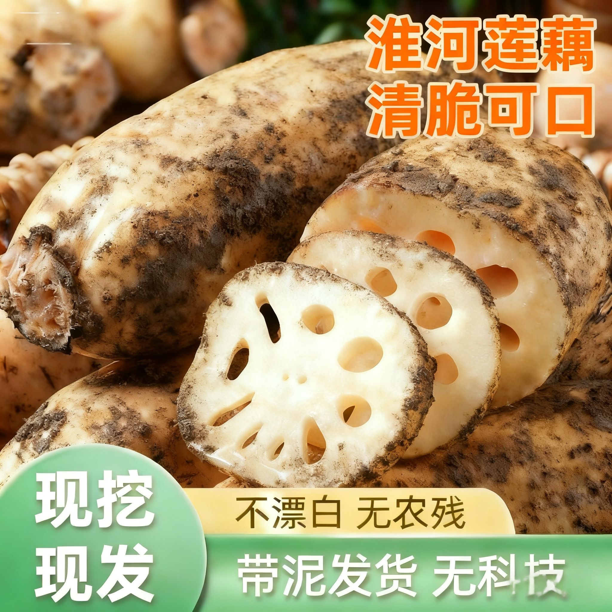 淮河脆藕 不漂白莲藕 新鲜现挖带泥保鲜发货无科技狠活