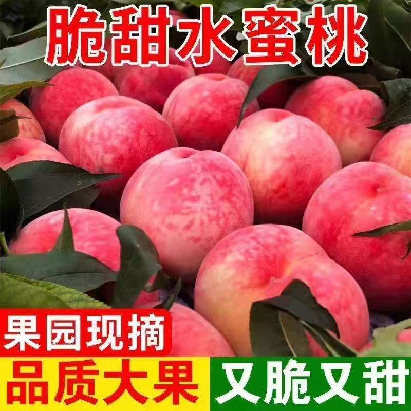 现摘当季毛桃蜜桃脆甜可口湖北直发水蜜桃新鲜小毛桃新鲜水果