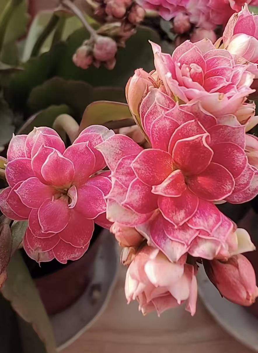 【优雅粉】110盆优雅系列长寿花