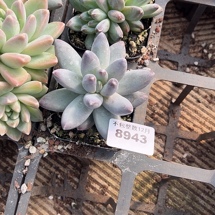 阿雅园艺。       8943