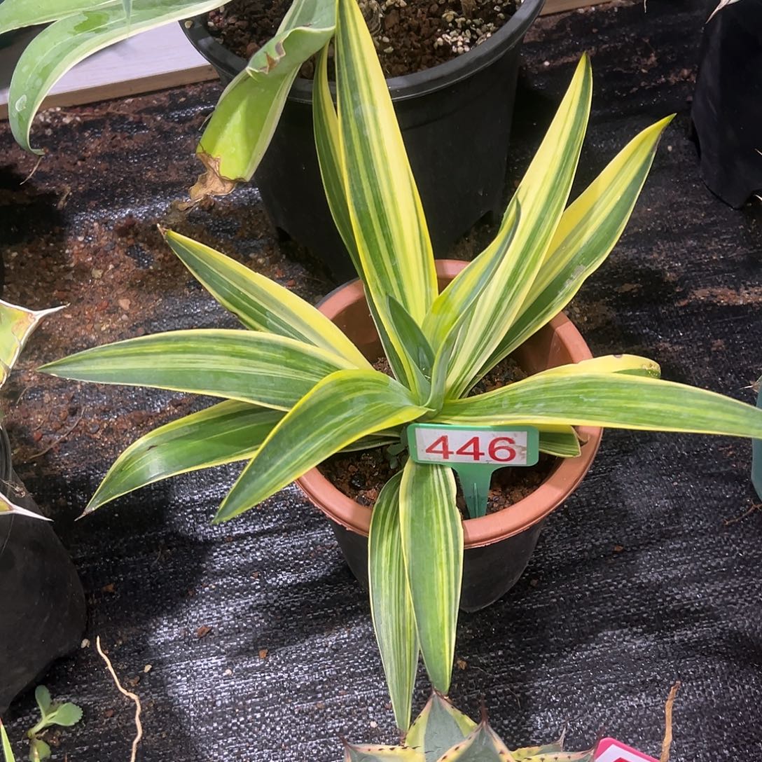 鹦鹉嘴超级稿斑锦