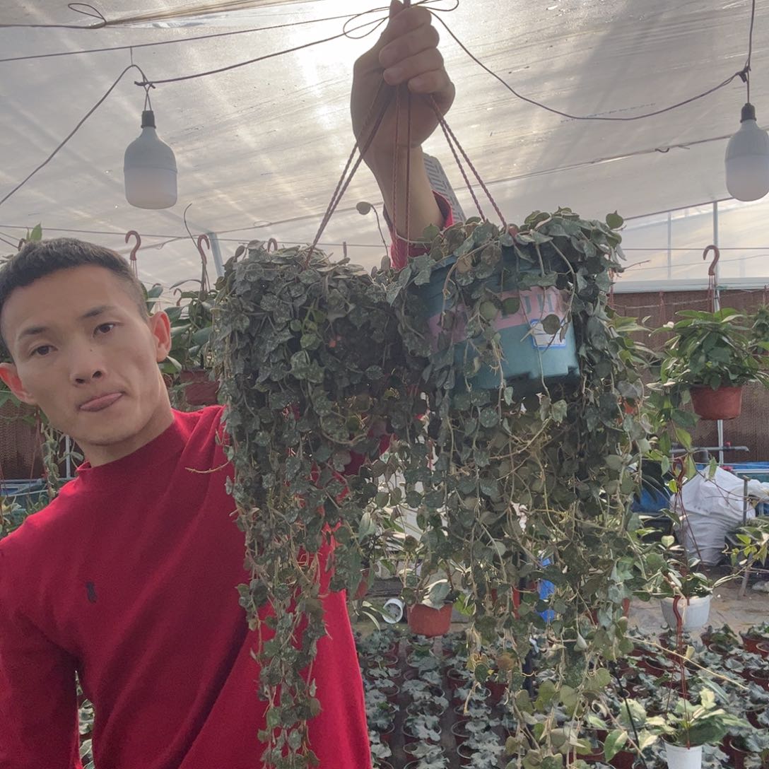 星***河无花朵小章鱼球兰