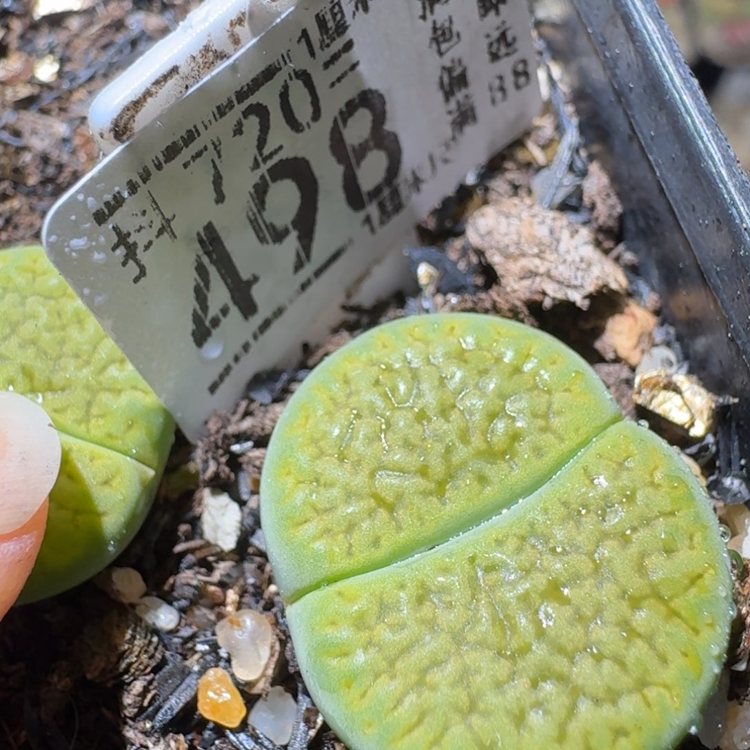 Sss清仓大放送498