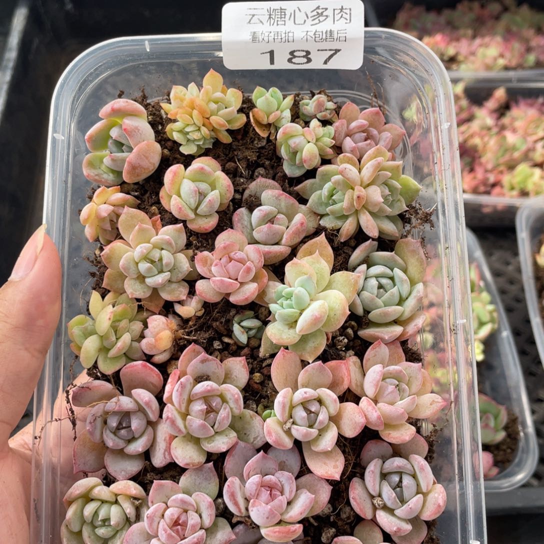 傻***G云糖心多肉植物187