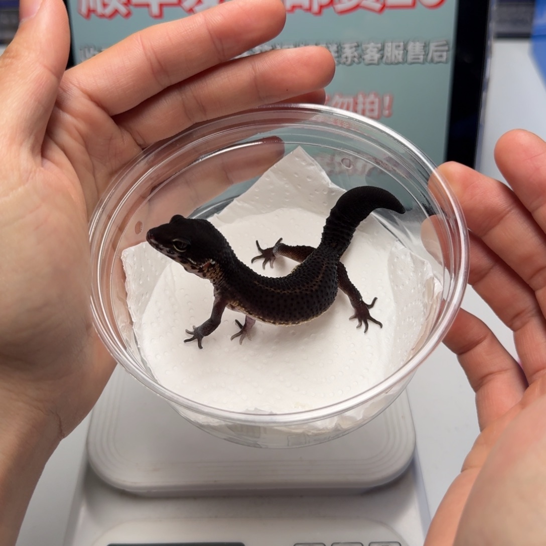 豹纹守宫黑夜再生尾