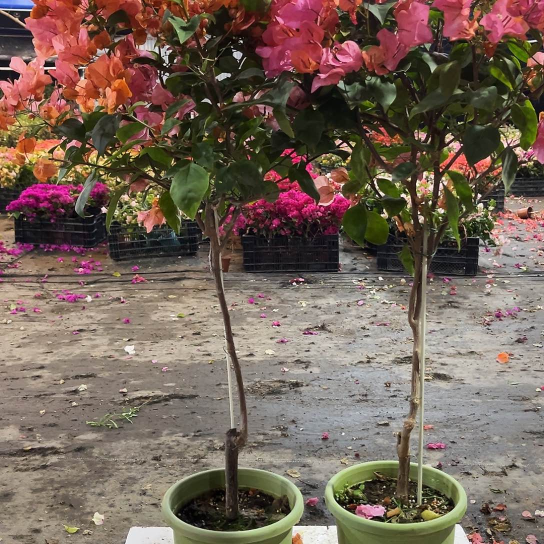 大部分花苞少量开放波妹独杆棒棒糖一颗59.9