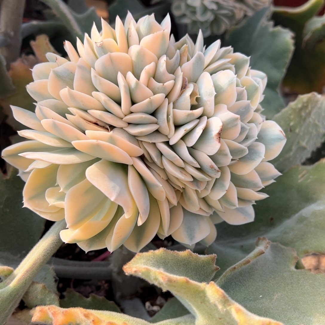 鲁氏石莲锦朵朵缀化