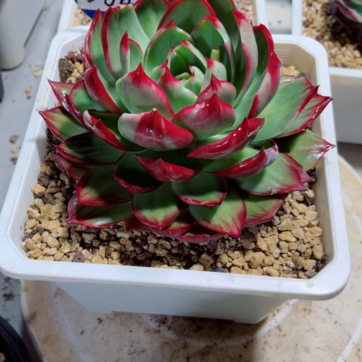 李***惊鸿仙子多肉植物04