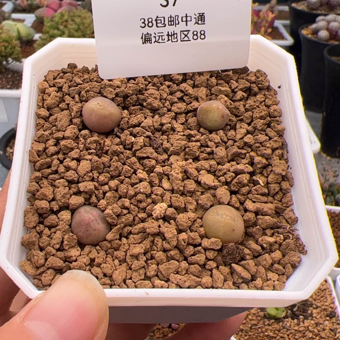 37号大眼空蝉2.23多肉