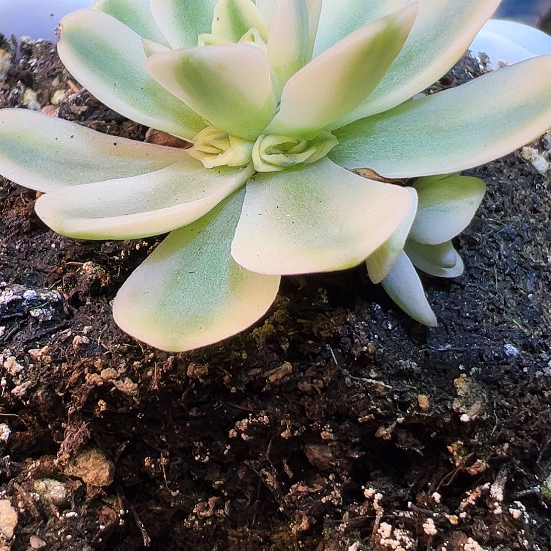 山地玫瑰锦开心891