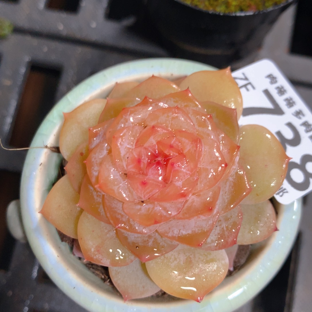 5CM拇指盆精控多肉ZF738