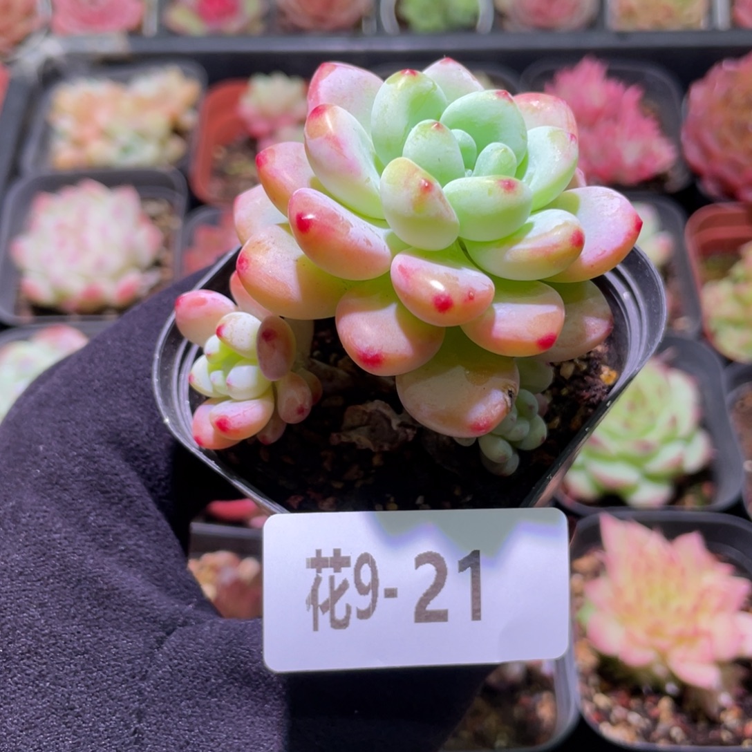 花利美9-21罗琦群