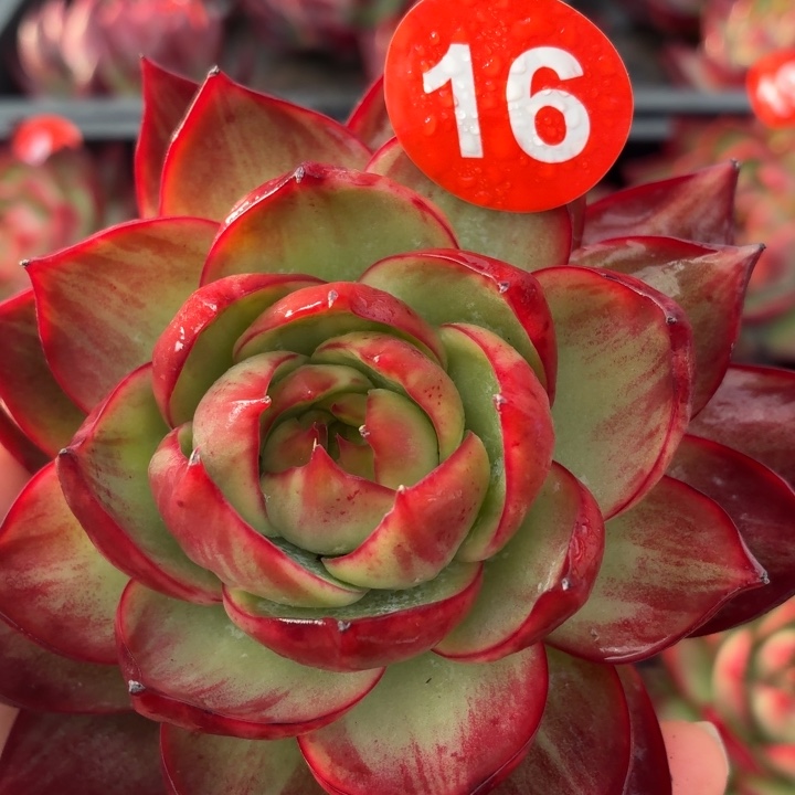 u***9多肉植物 惊鸿仙子-4