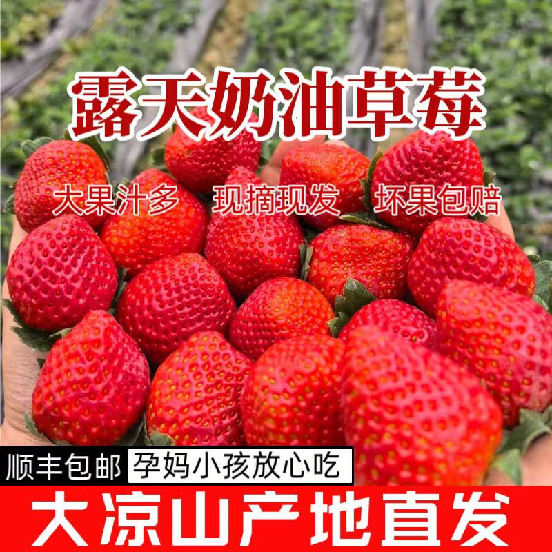 四川大凉山露天奶油草莓【顺丰包邮】鲜甜多汁 