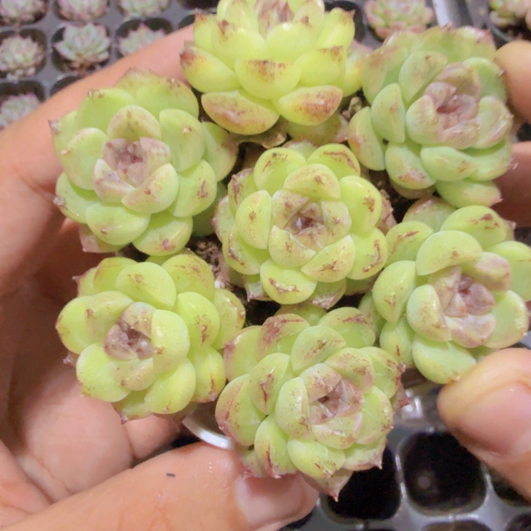 赤水晶五颗一组穴盘