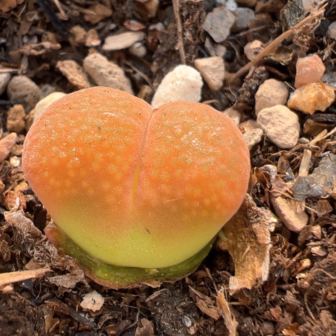 14多肉植物百科知识