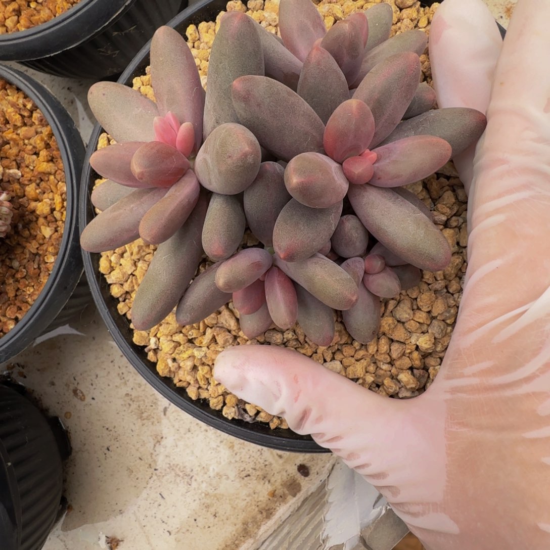 g g g g g g g g g 19