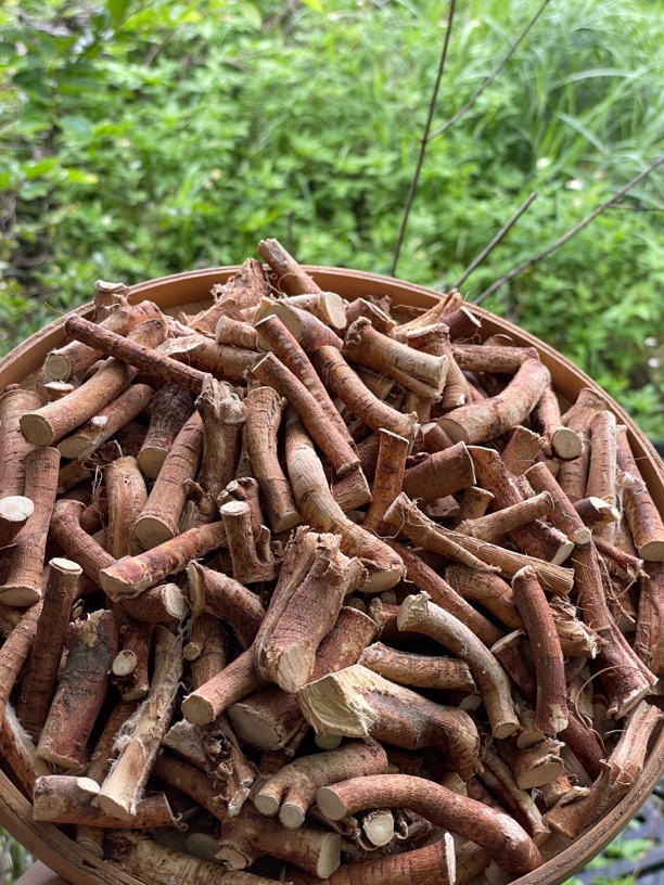 甄选【五指毛桃】根状