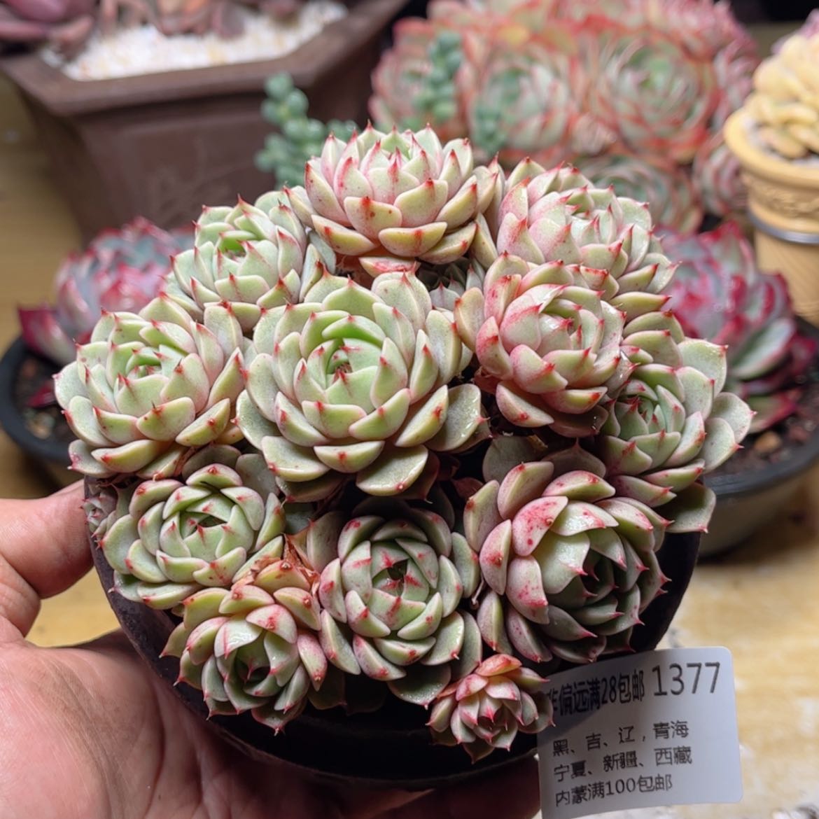 【闪购商品】1377笨吧