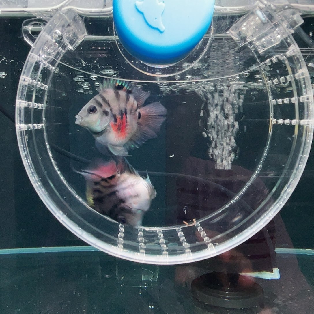 鹦鹉鱼摩卡色一对