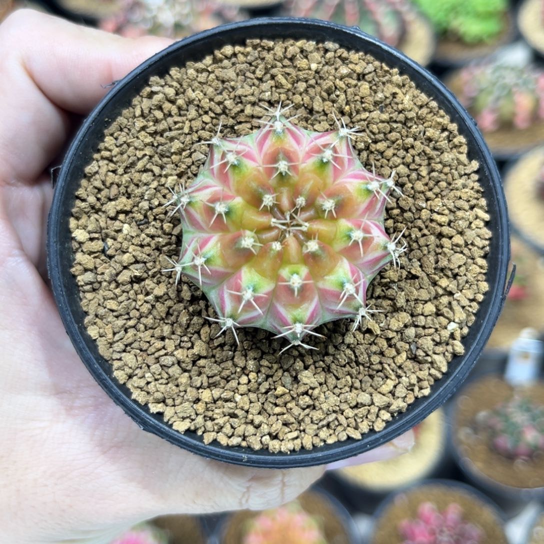 白锦轮回—————————