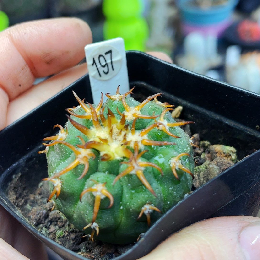 非偏远地区满25包邮仙人球