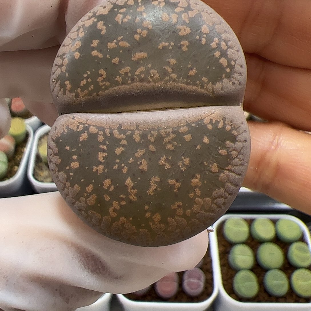 生石花多肉母本一棵