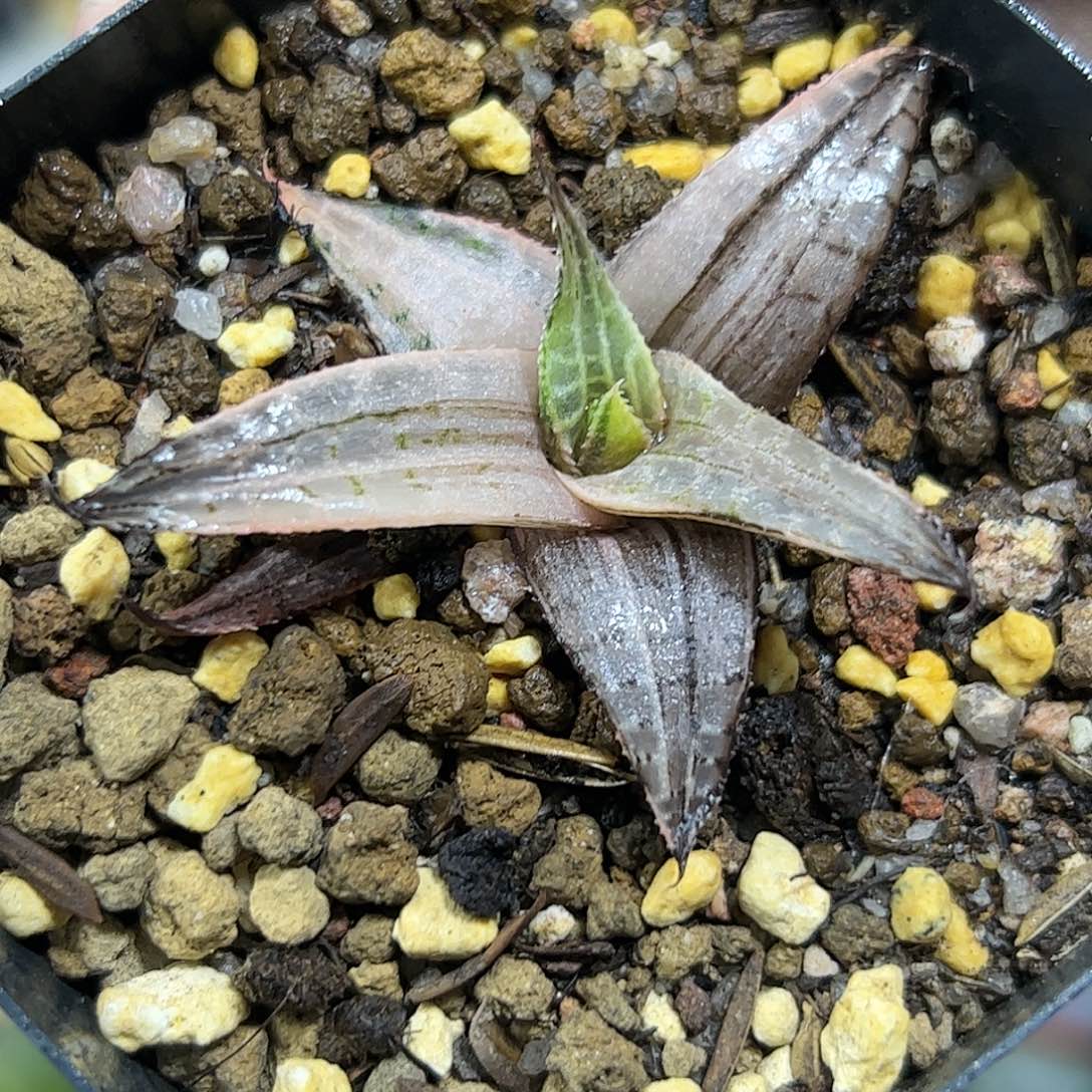 龙鳞锦十二卷多肉植物