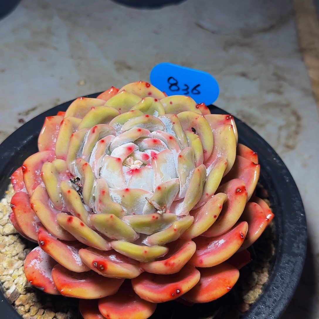 大单头橙梦露836号一物一拍