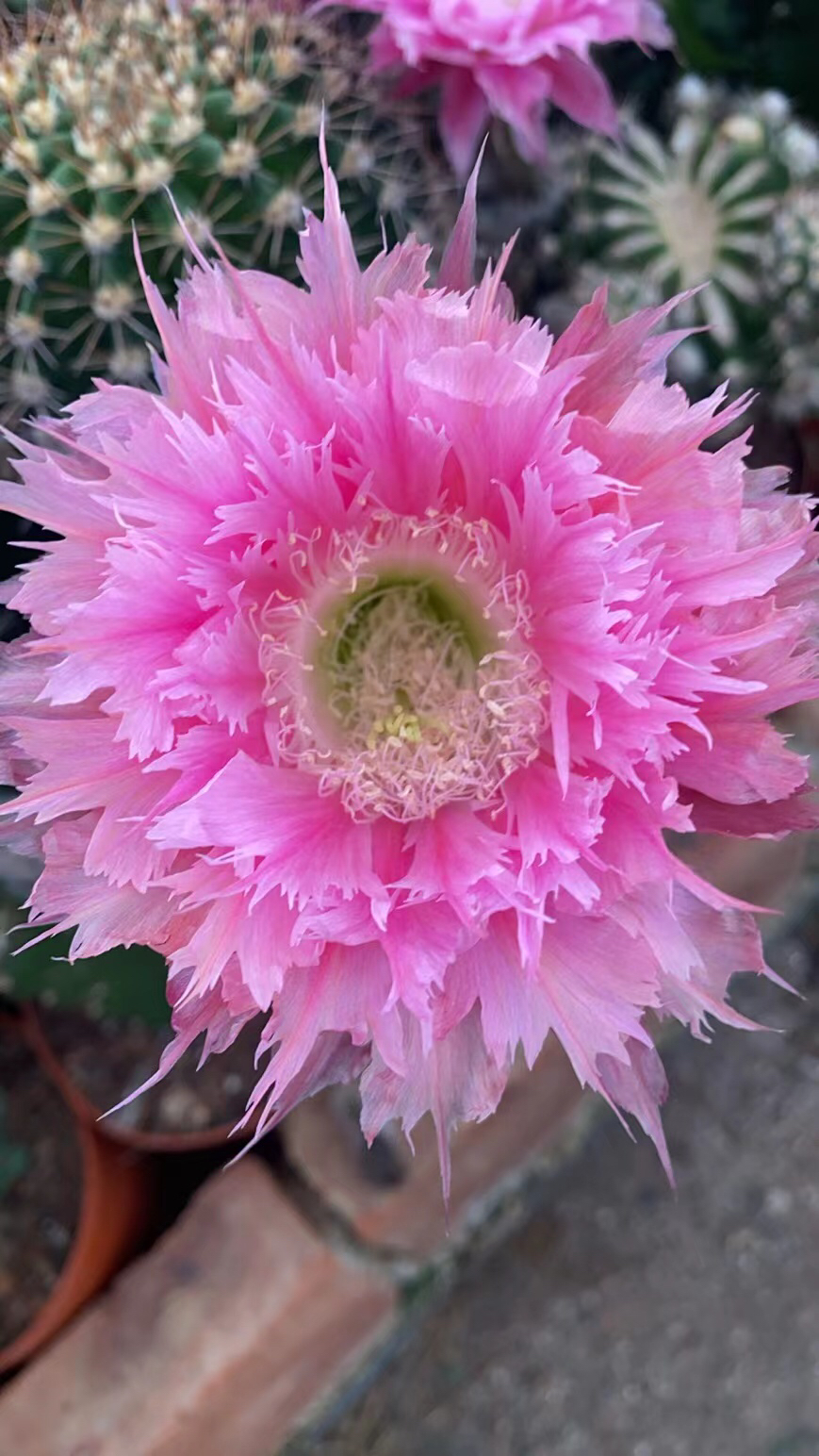 凤羽24号侧牙自根10公分木质化