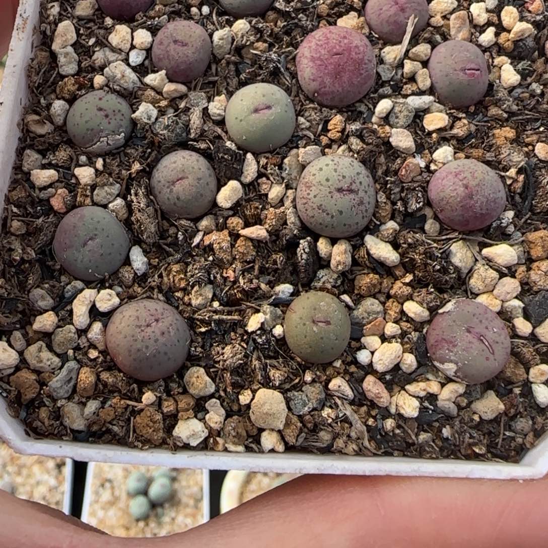 1.28多肉新年大福SE大嘴105号