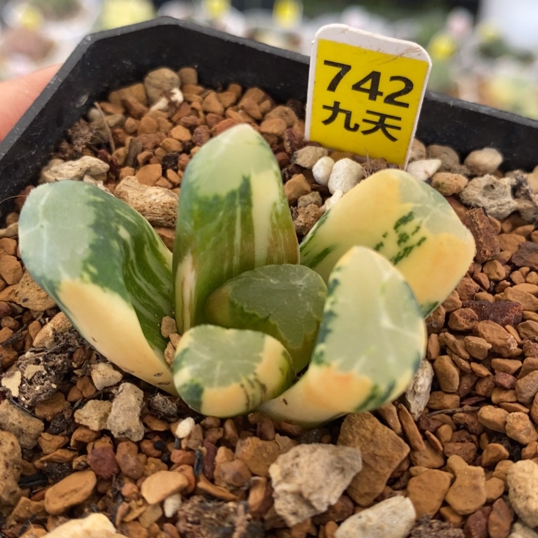 742号霸王万象锦带盆发货