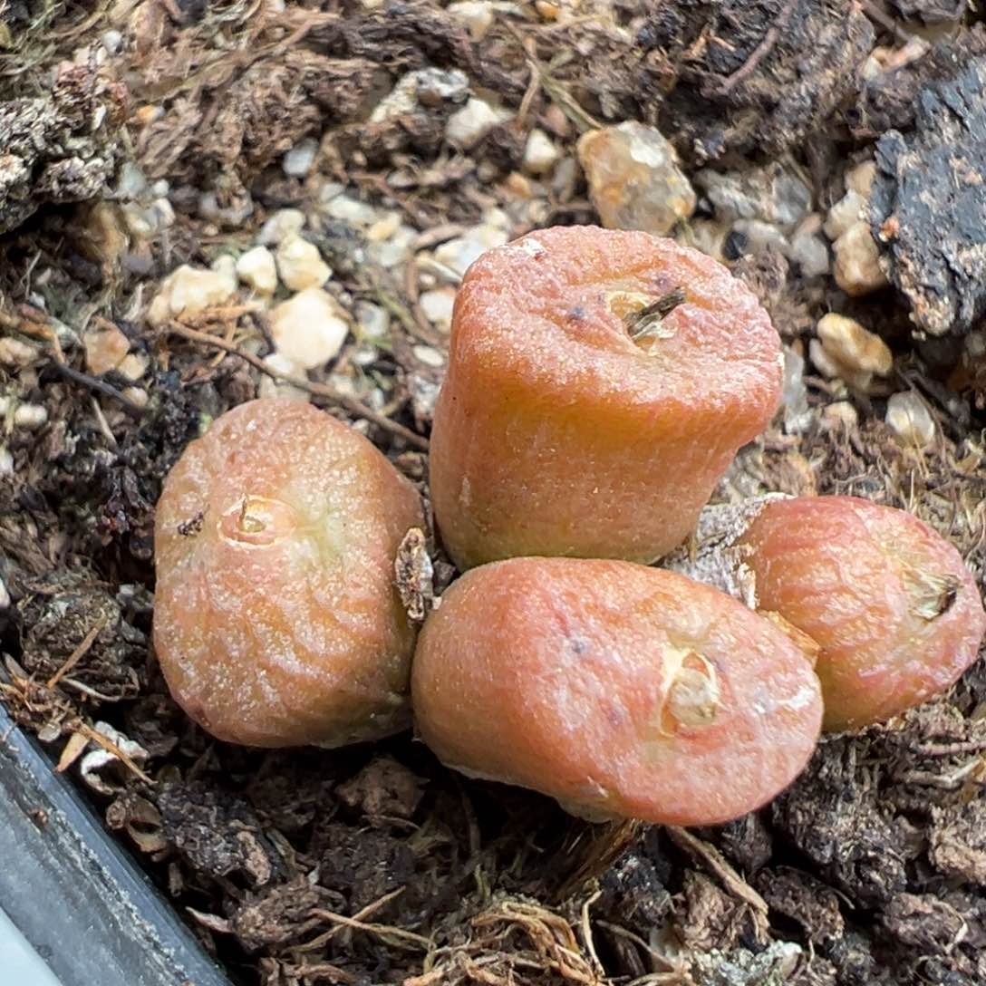 2.13好看的多肉408