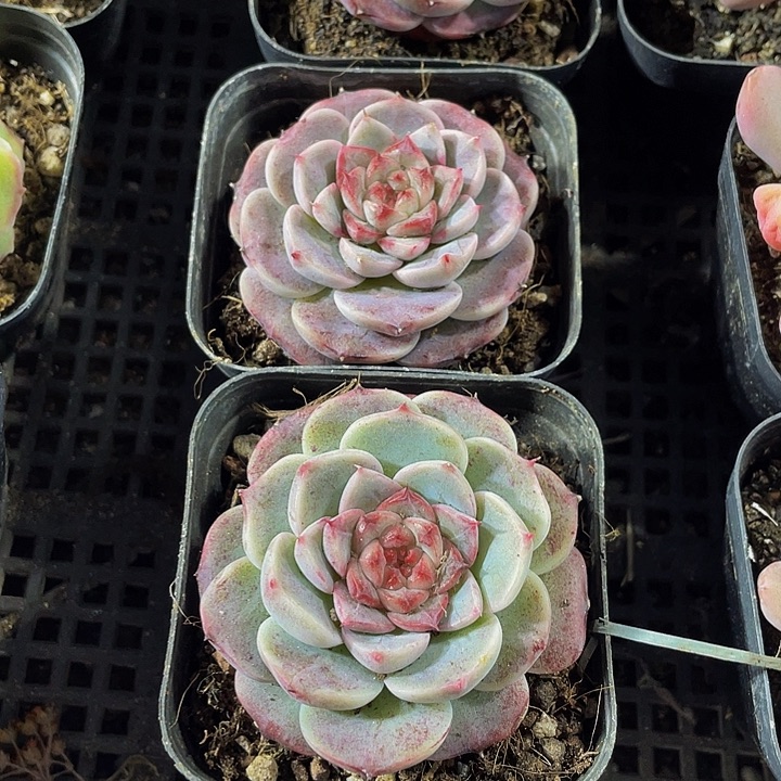 天鹅绒带盆土发货