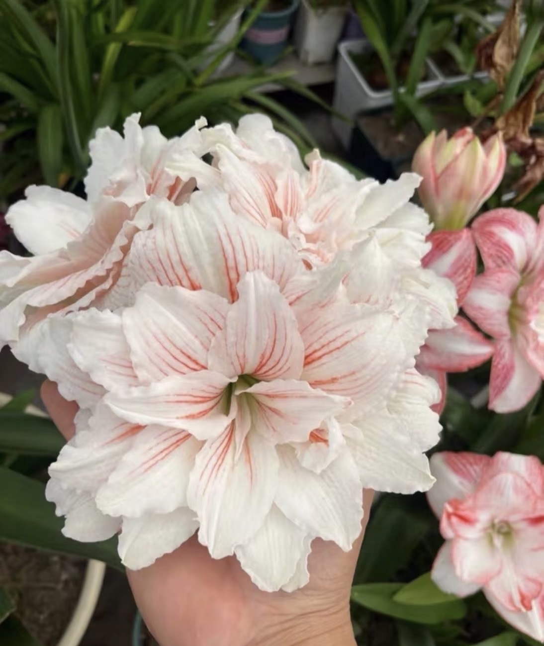 〔朱顶红   西子捧心5厘米〕辰父朱重瓣 苗情好包对版