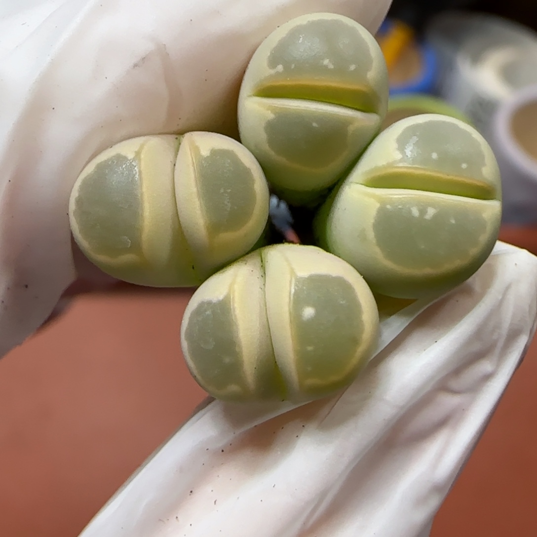 12.30.橄榄.9003.腿高.上播福利