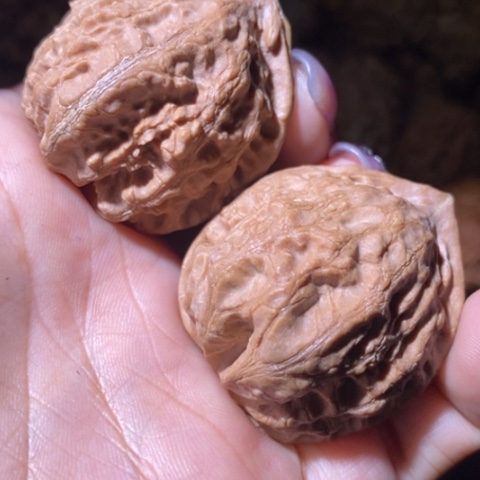 文玩核桃把件东北野生楸子小美147