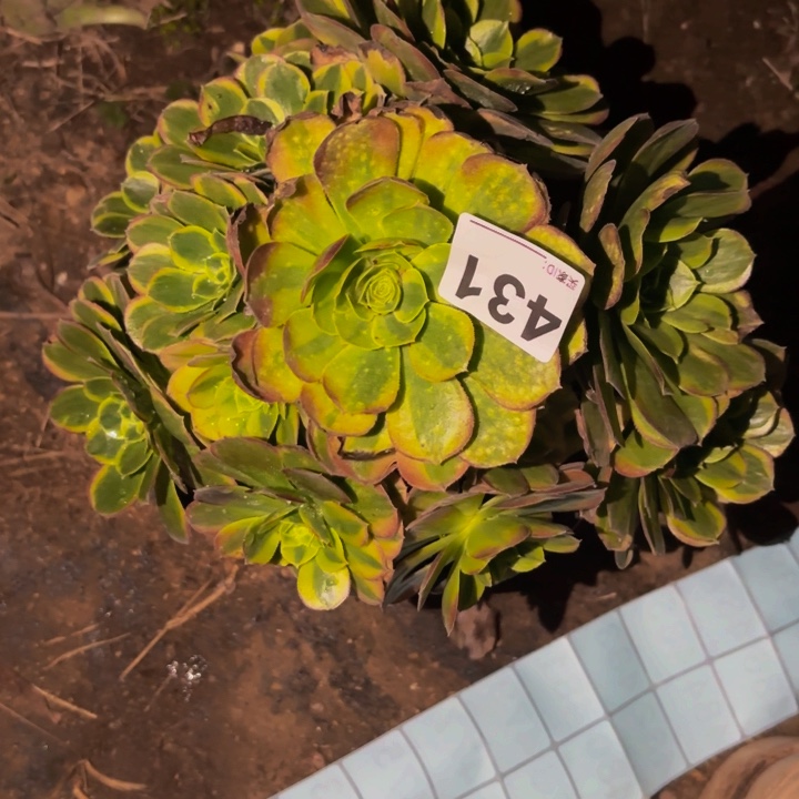 431多肉植物不售后奶白